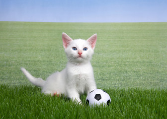 One white kitten with a miniature soccer ball playing in green grass, field of grass behind to skyline. Fun sports theme with animals.