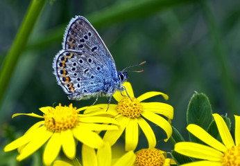 Fototapeta na wymiar Бабочка-голубянка на цветвах