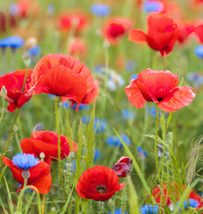 poppy meadow