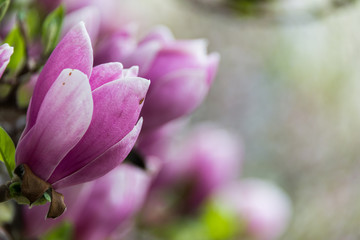 Fototapeta premium Magnolia flowers on a tree in Salzburg