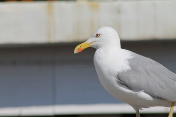 Gaviota