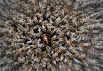 The queen bee surrounded by a swarm of bees
