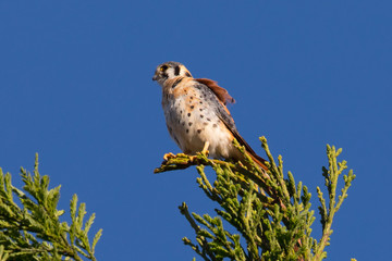 Male kestrel in the wild, perched on the tip of a branch