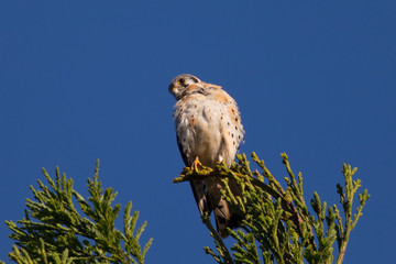 Male kestrel in the wild, perched on the tip of a branch