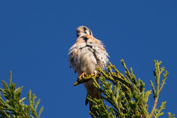 Male kestrel in the wild, perched on the tip of a branch