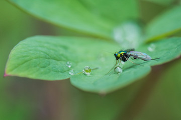 Obraz na płótnie Canvas Green Fly