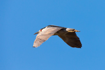 Black-crowned night heron flying, seen in the wild in North California