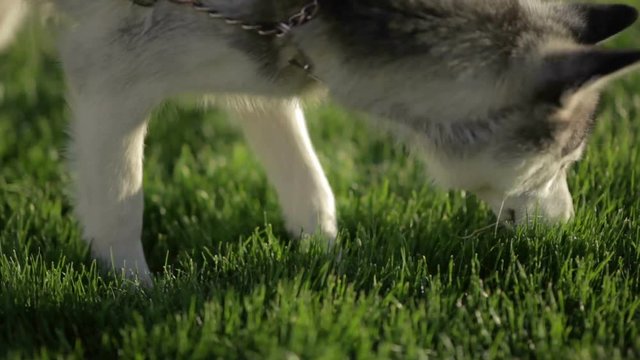 Funny Husky dog with different eyes looking for something in the grass