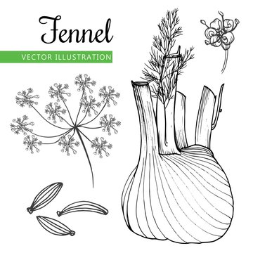 Fennel