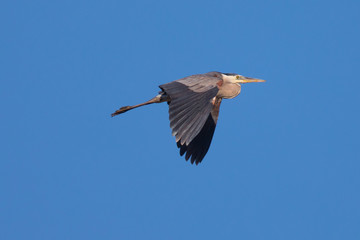 Great blue heron flying over  a North California marsh
