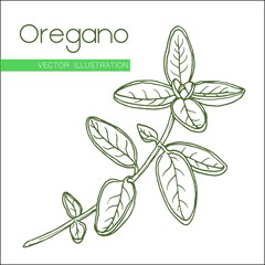oregano  green