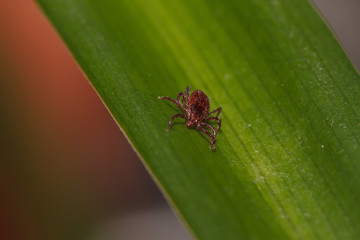 Mite, tick on grass, mite in skin