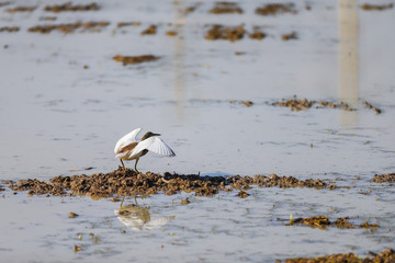 Squacco Heron bird