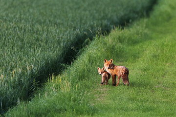 Red Fox, Vulpes vulpes, Adult and Pup