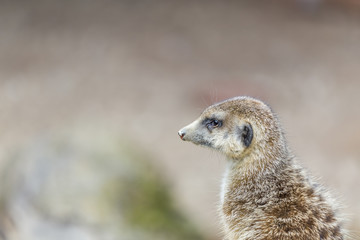 Fototapeta premium a meerkat is watching