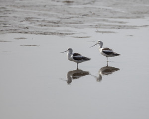 American Avocet shorebird foraging for food on the tidal zone landscape
