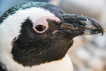 Close up of an African penguin in a penguin sanctuary in Gansbaai, South Africa