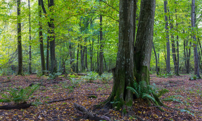 Old hornbeam tree in fall