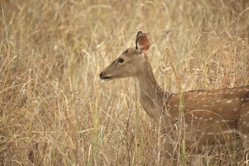 Deer in grass.