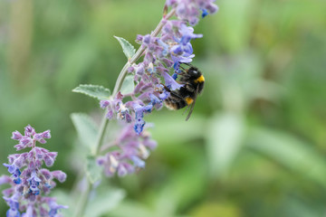 A white tailed bumble bee on a catmint flower