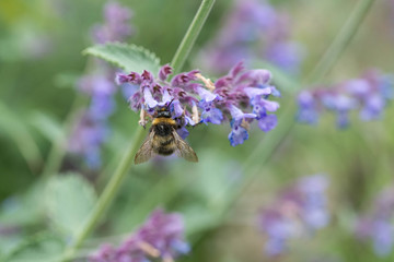 A white tailed bumble bee on a catmint flower