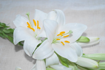 Fototapeta na wymiar White Madonna lily flower, Lilium candidum 