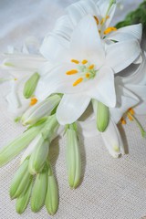 White Madonna lily flower,  Lilium candidum
