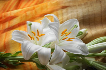 Fototapeta premium White Madonna lily flower, Lilium candidum 