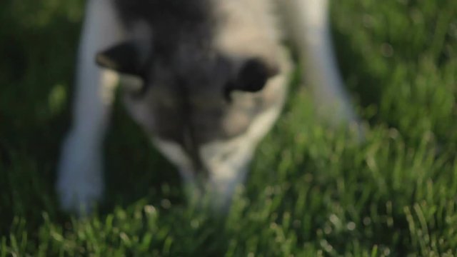 Funny Husky dog with different eyes looking for something in the grass