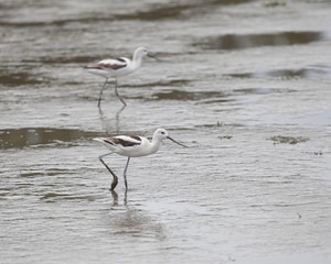 American Avocet shorebird foraging for food on the tidal zone landscape
