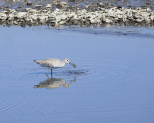 Willet waterfowl bird in a tidal zone natural landscape