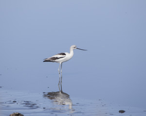 American Avocet shorebird foraging for food on the tidal zone landscape