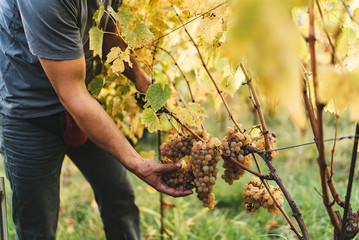 Grape harvest in the Tuscan hills.