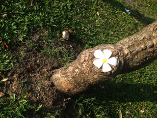 White and yellow plumeria flowers on a tree and grass.