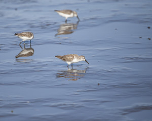 Black-bellied Plover shorebird foraging for food in a tidal zone of the Gulf of Mexico