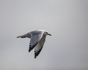 Ring-billed Gull flying in sky