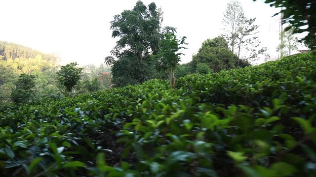 Camera moves through the tea plantation. Dolly Shot