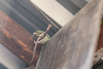 Green snake eating rat