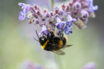 Fototapeta premium A white tailed bumble bee on a catmint flower