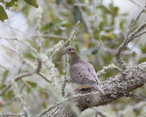 Mourning Dove bird in a natural landscape