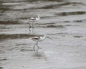American Avocet shorebird foraging for food on the tidal zone landscape