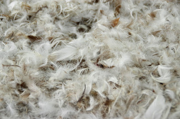 Pile of feathers