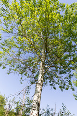 Obraz premium Tree with green leaves against the blue sky