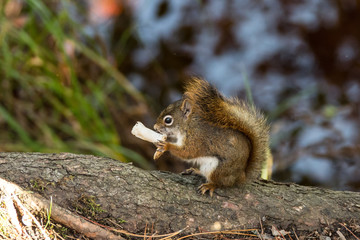 Eichhörnchen mit Pilz