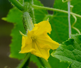 growing cucumbers in the greenhouse