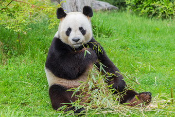 Giant panda sitting and eating bamboo