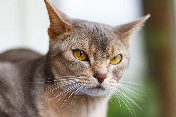 Recumbent abyssinian cat looks at the camera