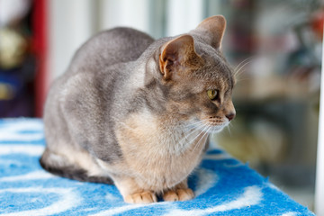 Abyssinian cat lying on a blue plaid