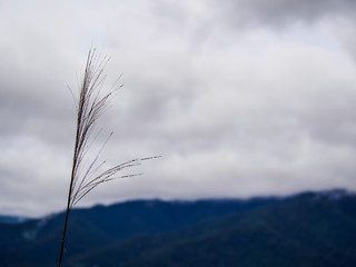 Obraz premium Tall grass on the mountain and blue sky with cloud background