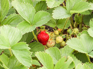Bush with ripening berries strawberry. Green leaves, red and green berries